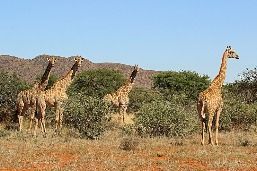 800px-Giraffe_(Giraffa_camelopardalis)_females.jpg